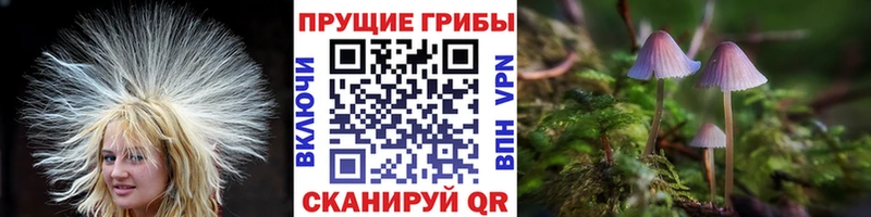Купить где  Полтавская  Галлюциногенные грибы мицелий 